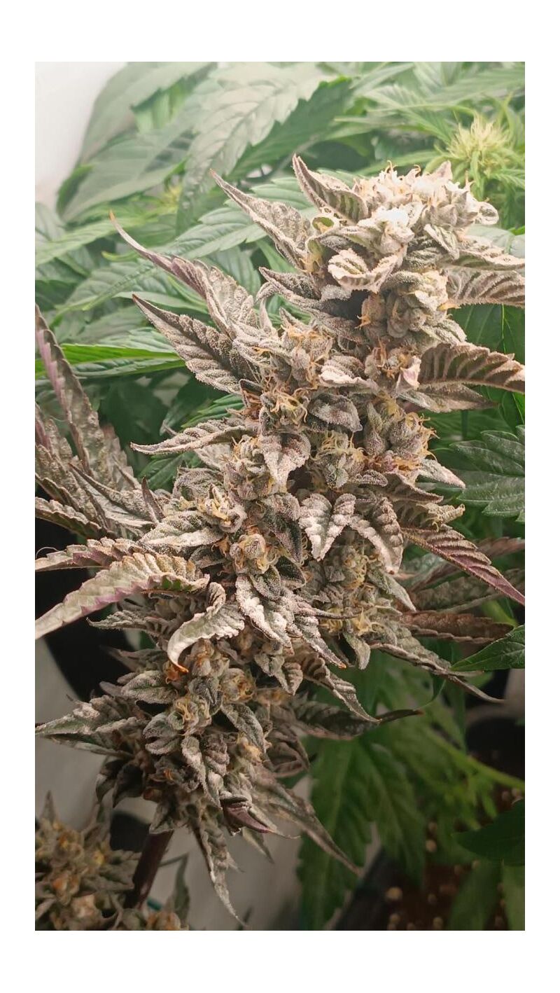 Deadcheese, Фасовка: 3+3